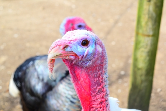 七面鳥 ターキー の命名が すごくいい加減だった件 Radichubu ラジチューブ 七面鳥 ターキー の命名が すごくいい加減だった件 Radichubu ラジチューブ