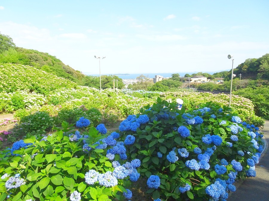 今年で30周年。愛知県蒲郡市の形原温泉で「あじさい祭り」開催中!