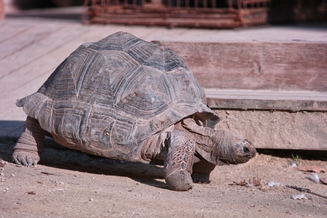 800匹の子孫を残したゾウガメ ディエゴ 100歳超えでついに引退 Radichubu ラジチューブ 800匹の子孫を残したゾウガメ ディエゴ 100歳超えでついに引退 Radichubu ラジチューブ
