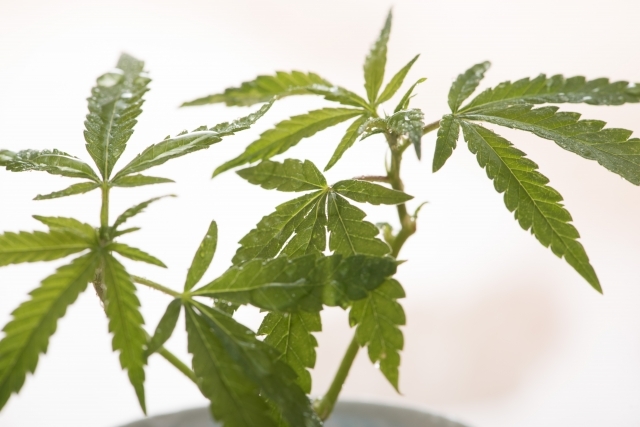 大麻取締法はGHQから大麻を守るための法律だった!