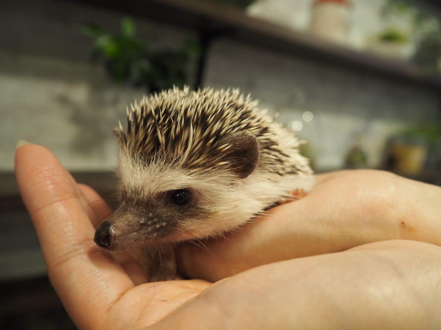 名古屋市栄にハリネズミ専門カフェ登場 Radichubu ラジチューブ 名古屋市栄にハリネズミ専門カフェ登場 Radichubu ラジチューブ