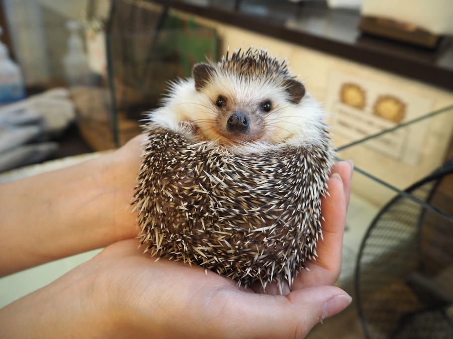名古屋市栄にハリネズミ専門カフェ登場 Radichubu ラジチューブ 名古屋市栄にハリネズミ専門カフェ登場 Radichubu ラジチューブ