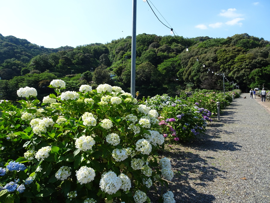 今年で30周年 愛知県蒲郡市の形原温泉で あじさい祭り 開催中 Radichubu ラジチューブ 今年で30周年 愛知県蒲郡市の形原温泉で あじさい祭り 開催中 Radichubu ラジチューブ