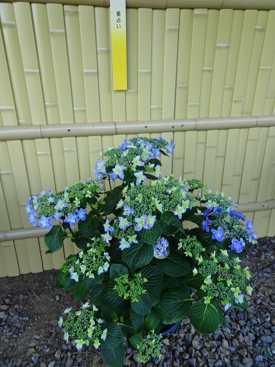 今年で30周年 愛知県蒲郡市の形原温泉で あじさい祭り 開催中 Radichubu ラジチューブ 今年で30周年 愛知県蒲郡市の形原温泉で あじさい祭り 開催中 Radichubu ラジチューブ