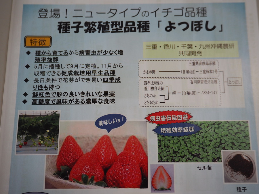 イチゴの救世主 種子から増える新品種 よつぼし の活躍に期待 Radichubu ラジチューブ