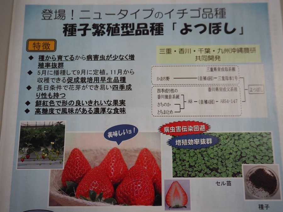 イチゴの救世主 種子から増える新品種 よつぼし の活躍に期待 Radichubu ラジチューブ イチゴの救世主 種子から増える新品種 よつぼし の活躍に期待 Radichubu ラジチューブ