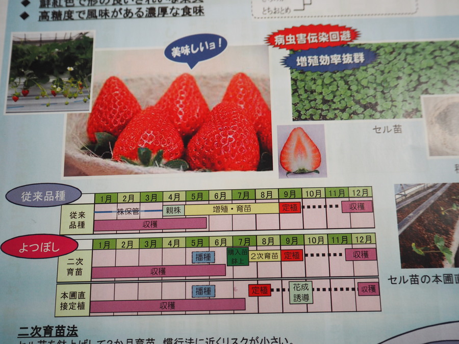 イチゴの救世主になるか 種子から増える新品種が完成 Radichubu ラジチューブ