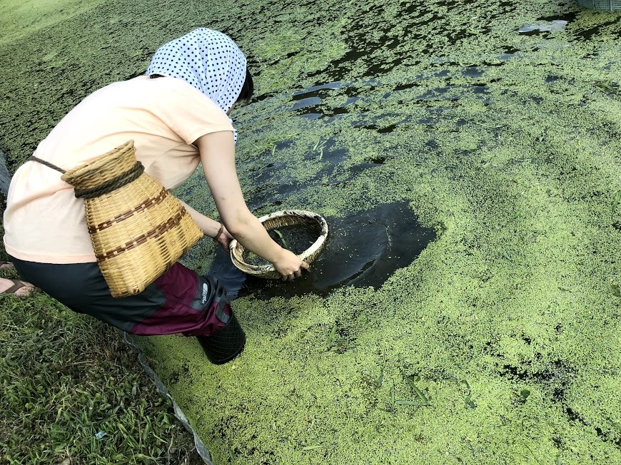 岐阜県恵那市明智町の特産品 大正うなぎ の正体は Radichubu ラジチューブ 岐阜県恵那市明智町の特産品 大正うなぎ の正体は Radichubu ラジチューブ