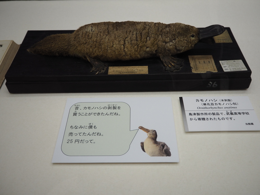 知れば知るほど面白い 奥深い標本の世界 Radichubu ラジチューブ 知れば知るほど面白い 奥深い標本の世界 Radichubu ラジチューブ