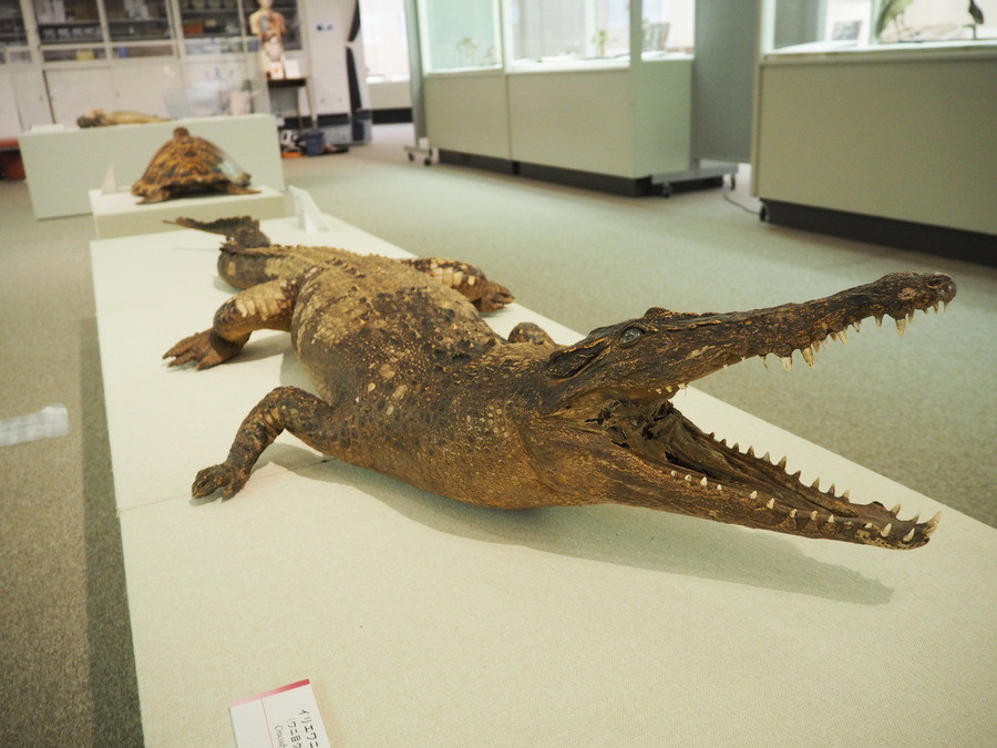 奥深い標本の世界 岐阜県立博物館の特別展は自由研究にぴったり Radichubu ラジチューブ