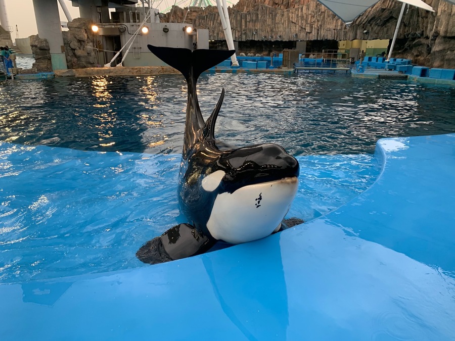 シャチが好きすぎる 名古屋港水族館の飼育員さん Radichubu ラジチューブ