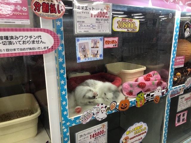 かわいいペットがお出迎え 三貴フラワーセンターペット館 Radichubu ラジチューブ かわいいペットがお出迎え 三貴フラワーセンターペット館 Radichubu ラジチューブ