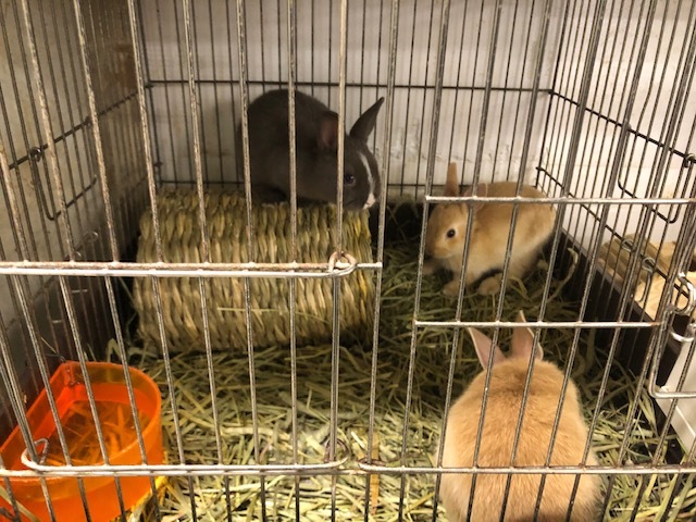 かわいいペットがお出迎え 三貴フラワーセンターペット館 Radichubu ラジチューブ かわいいペットがお出迎え 三貴フラワーセンターペット館 Radichubu ラジチューブ