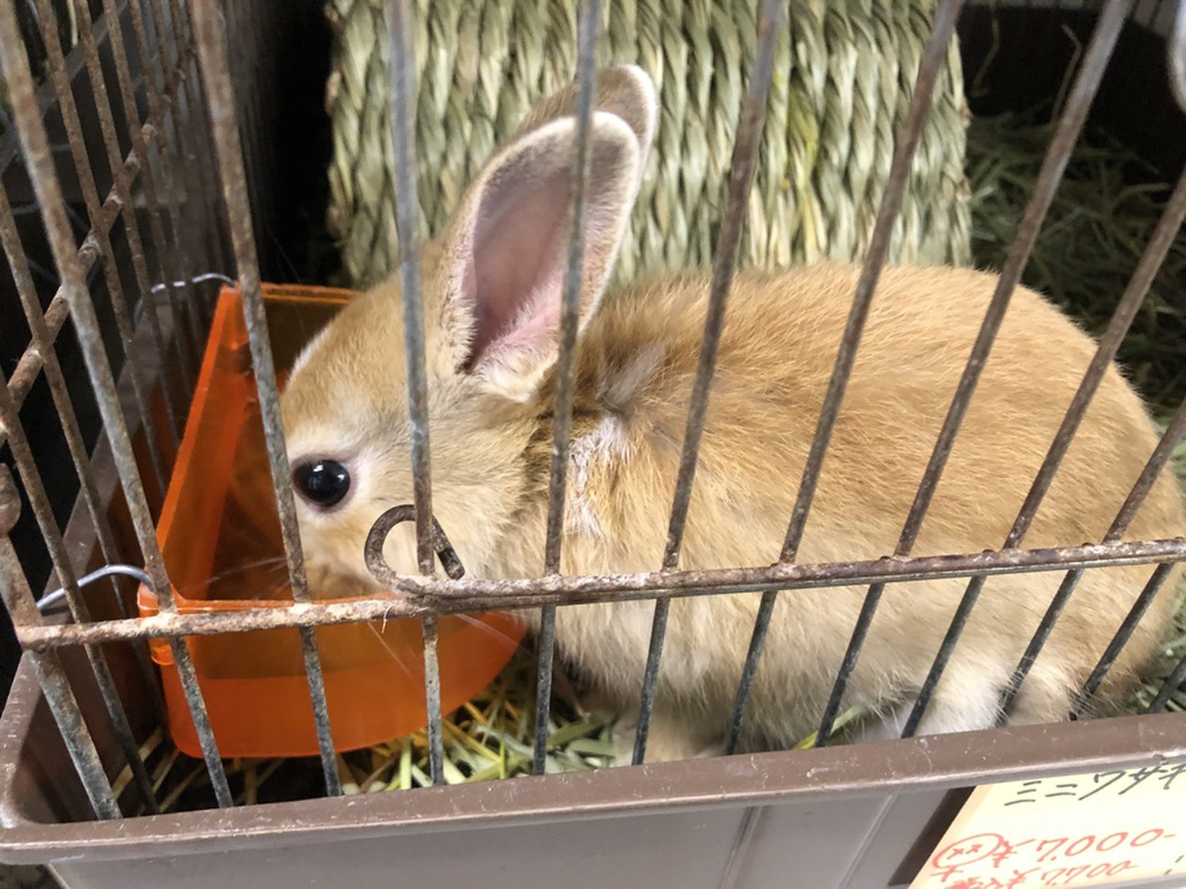 たくさんのペットちゃんがいる三貴フラワーセンター ペット館 Radichubu ラジチューブ たくさんのペットちゃんがいる三貴フラワーセンター ペット館 Radichubu ラジチューブ