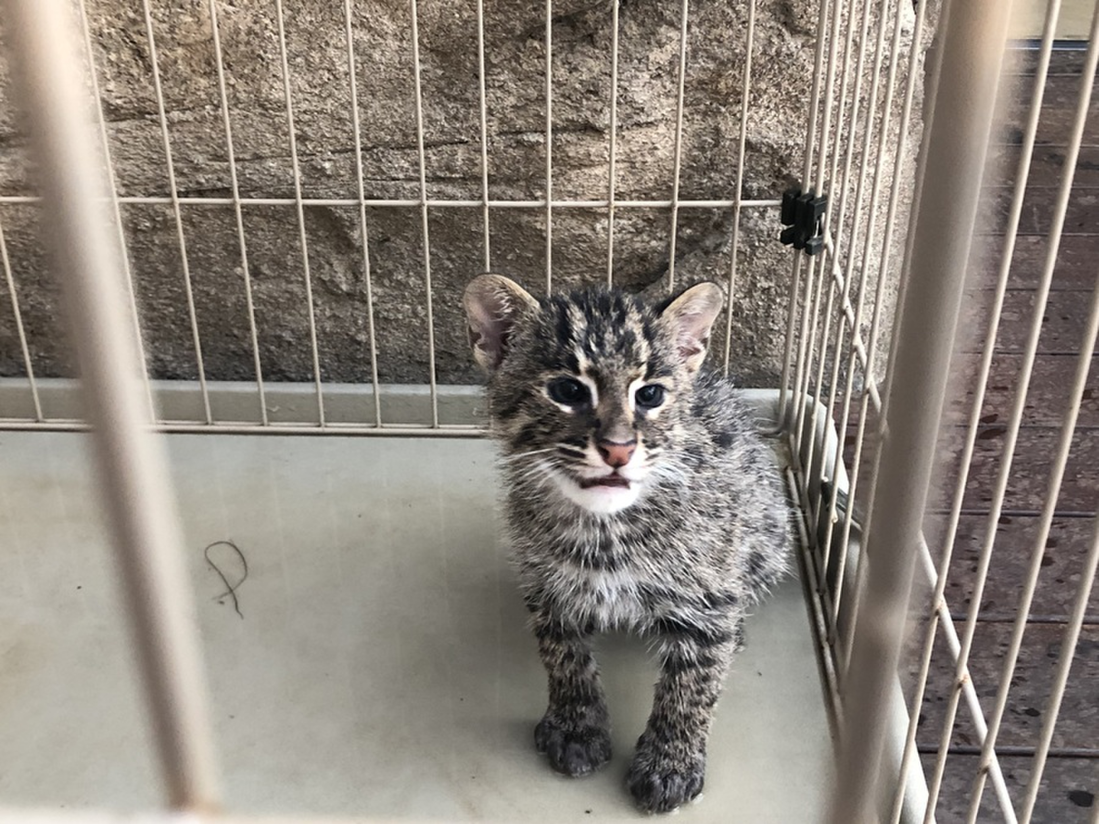 鳥羽水族館にいる ネコ の正体は Radichubu ラジチューブ 鳥羽水族館にいる ネコ の正体は Radichubu ラジチューブ