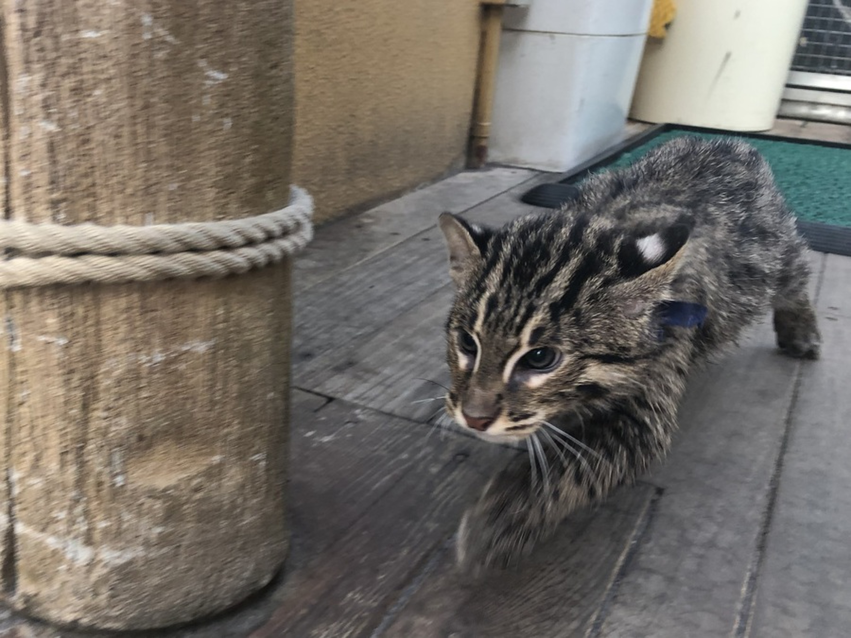 鳥羽水族館にいる ネコ の正体は Radichubu ラジチューブ 鳥羽水族館にいる ネコ の正体は Radichubu ラジチューブ