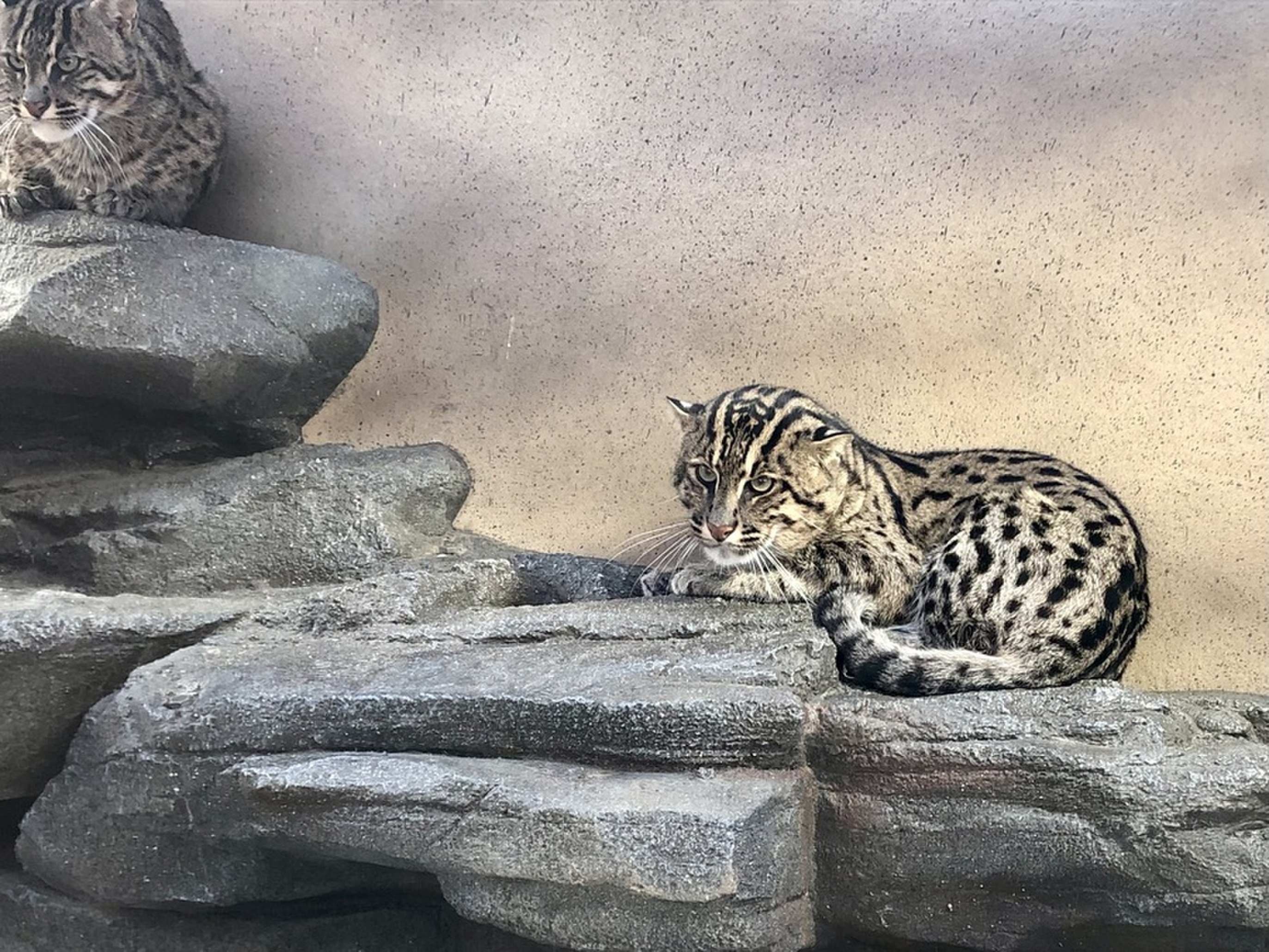 鳥羽水族館にいる ネコ の正体は Radichubu ラジチューブ 鳥羽水族館にいる ネコ の正体は Radichubu ラジチューブ