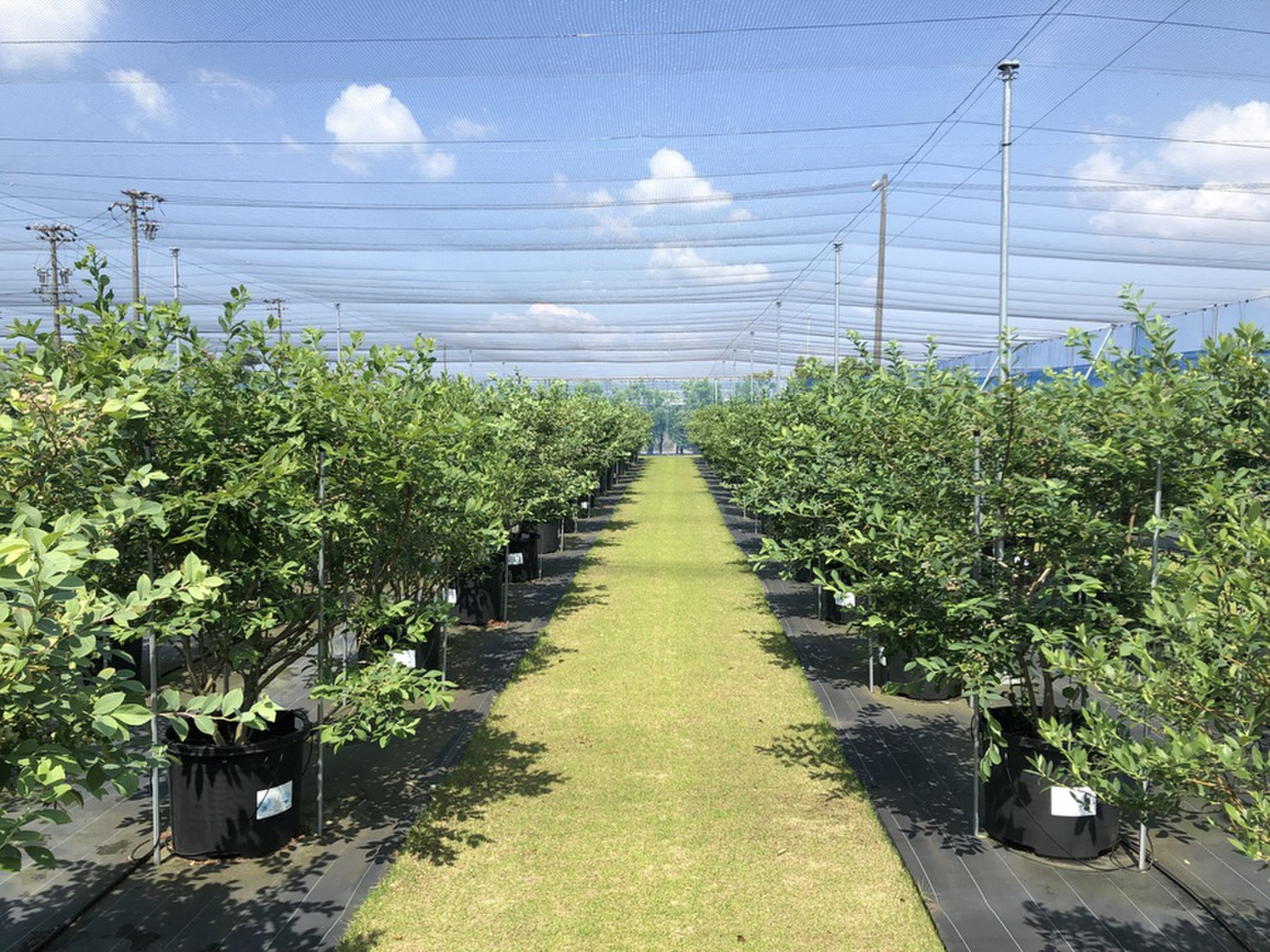 ブルーベリー狩りのシーズン到来 Radichubu ラジチューブ ブルーベリー狩りのシーズン到来 Radichubu ラジチューブ