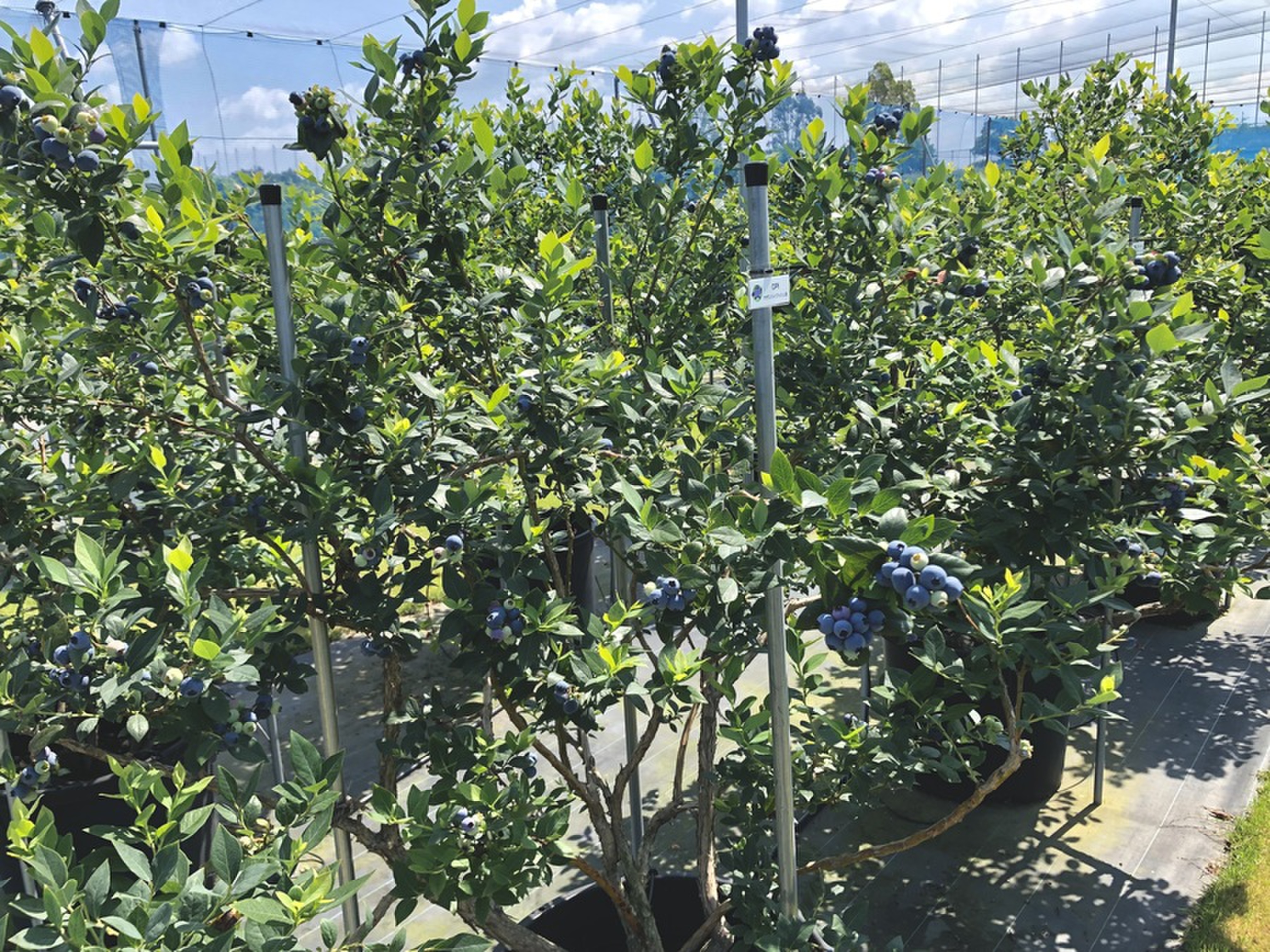 ブルーベリー狩りのシーズン到来 Radichubu ラジチューブ ブルーベリー狩りのシーズン到来 Radichubu ラジチューブ