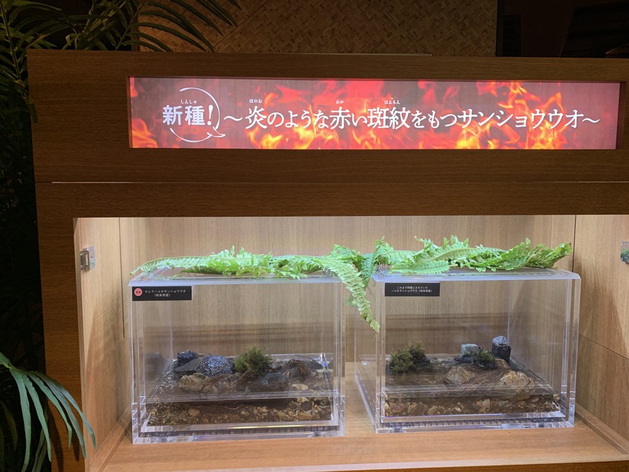 炎を纏ったサンショウウオ🔥ホムラハコネサンショウウオ
