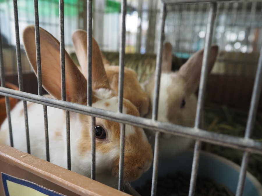 可愛いペットちゃんにキュン 三貴フラワーセンター Radichubu ラジチューブ 可愛いペットちゃんにキュン 三貴フラワーセンター Radichubu ラジチューブ