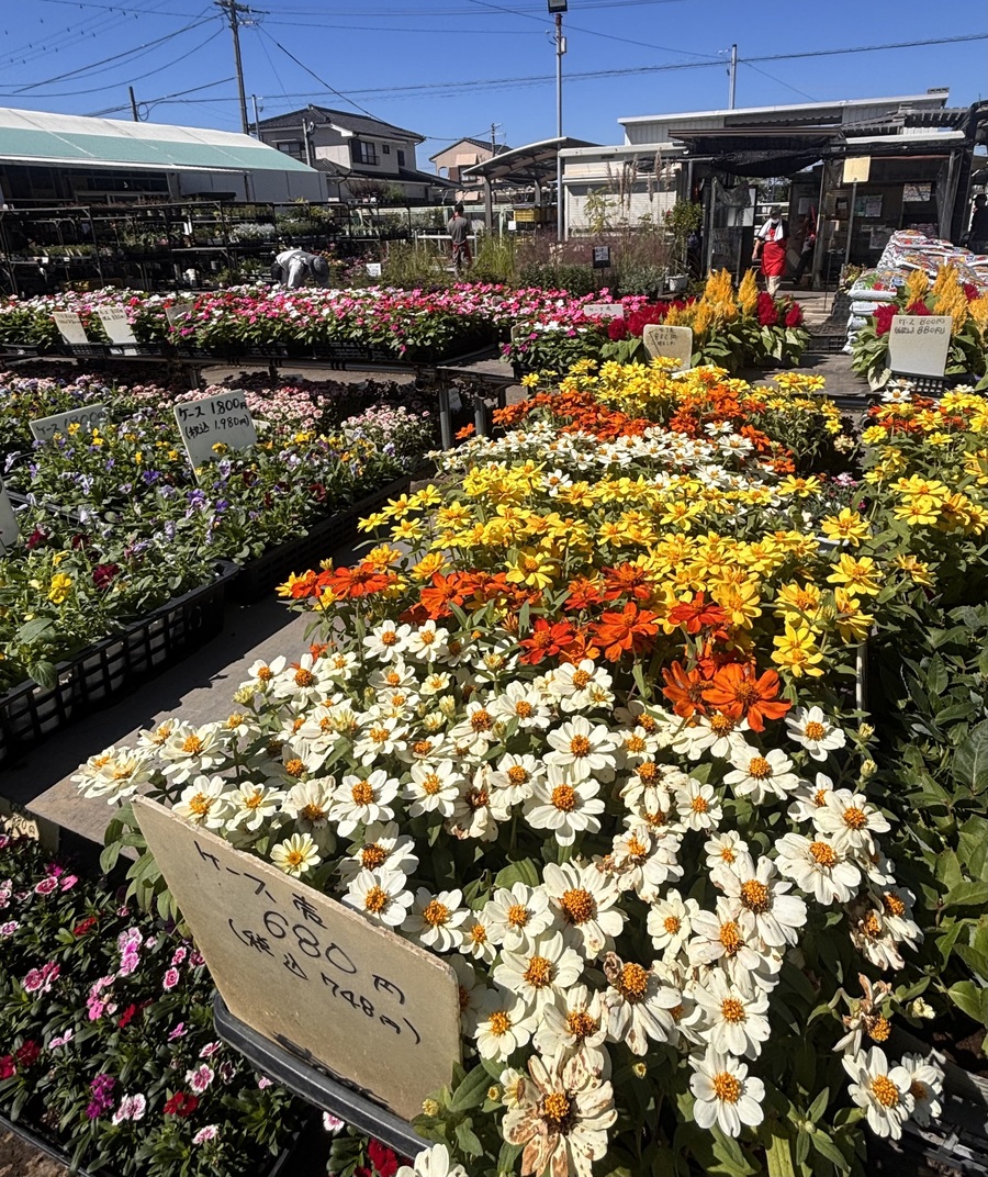 🌸秋はガーデニングが楽しい🌹大型園芸店「三貴フラワーセンター」へ