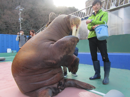 セイウチから厄払いの平手打ちを頂けます Radichubu ラジチューブ