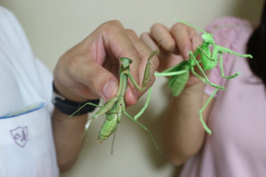高校1年生が切り紙で作った昆虫がリアルすぎて博物館で展示へ Radichubu ラジチューブ