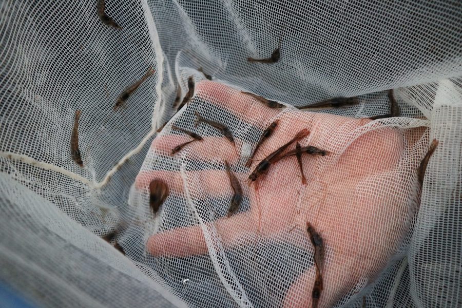 海がない岐阜県でバナメイエビの養殖が成功 Radichubu ラジチューブ 海がない岐阜県でバナメイエビの養殖が成功 Radichubu ラジチューブ