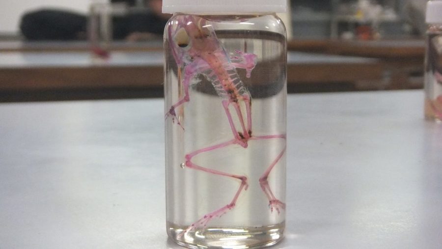 高校生の作った 透明標本 がすごい Radichubu ラジチューブ
