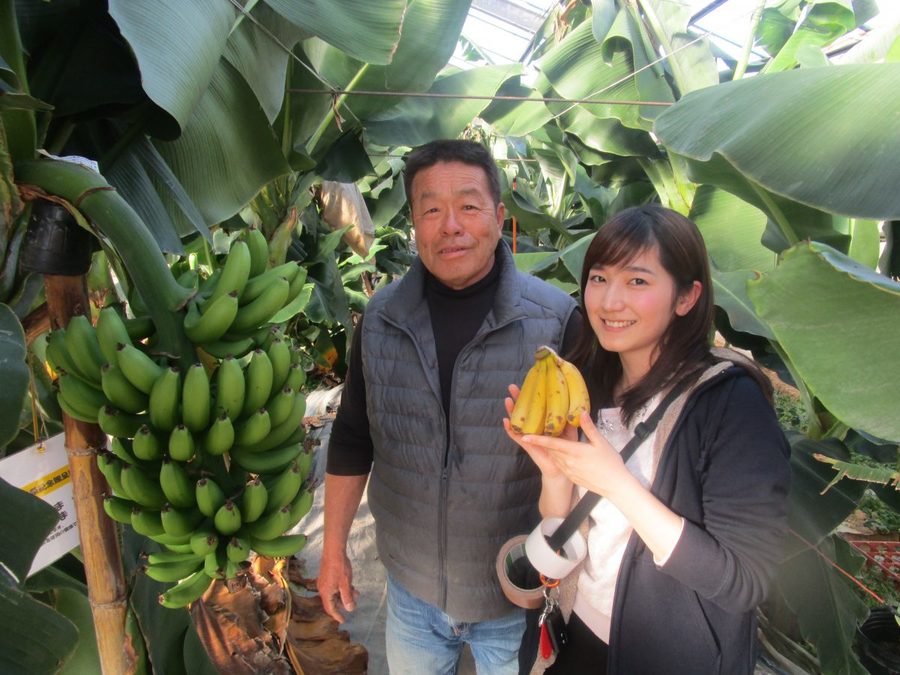 濃厚な甘さと香り 愛知県田原市の国産バナナ出荷直前 Radichubu ラジチューブ 濃厚な甘さと香り 愛知県田原市の国産バナナ出荷直前 Radichubu ラジチューブ